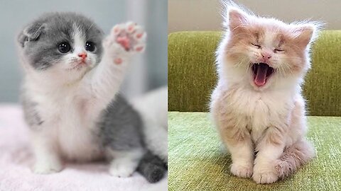 Too Cute! Baby Cat Hilarity Takes Over"