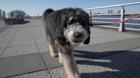 The pandemic pet boom has allowed some dog walkers to make six figures