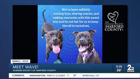 Wave the dog is up for adoption at the Humane Society of Harford County