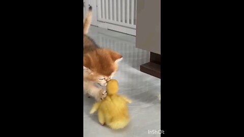 the kitten_rescued_the_duckling_love_💞💞🤣😘