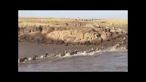 Wildebeest Migration crosses the Mara River