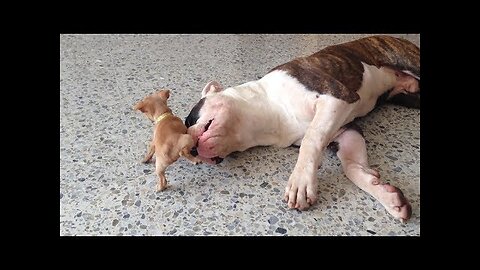 🔴Tiny chihuahua puppy adorably teases sleepy American bulldog