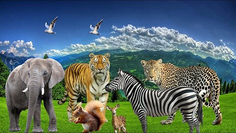 Animals videos animals soundRelax with familiar wild animals Cows Elephants Monkeys Cat Animal soun