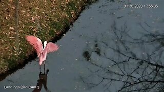 Roseate Spoonbill Beautiful Wing Display 🦩 01/30/23 17:53