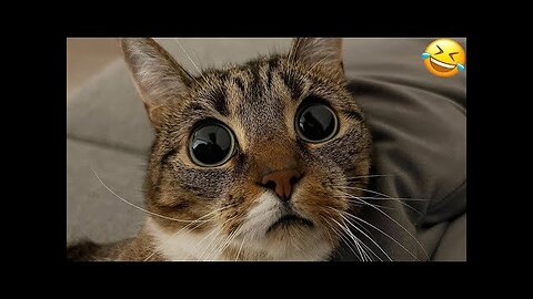 Funny animal videos 2024 - Funny cats/dogs - Funny animals