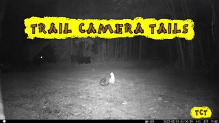 Trail Camera Tails Vol. 1