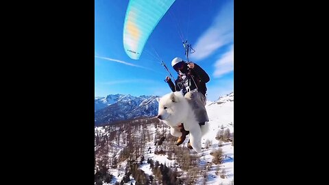 Who can resist a flying Samoyed!