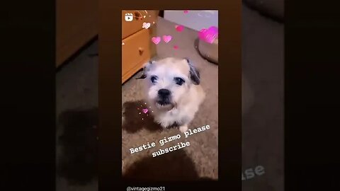 MUST WATCH...bestie Gizmo