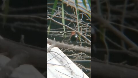 Rare Chestnut Munia Bird in Philippines with Apexel Telescope Lens for Smartphone