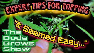Expert Tips for Topping Cannabis Plants Like a Pro - The Dude Grows Show 1,441