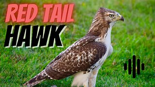 Red Tail Hawk sound.