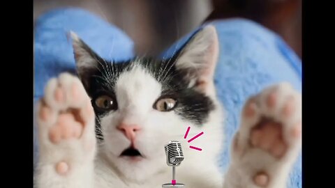 cat singing cover kill bill sza