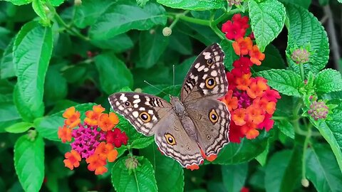 Beautiful world butterfly / Relax melody #Nashvi #butterfly #relax