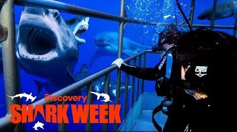 Five Great White Sharks Show Off Their Attack Skills Shark Week