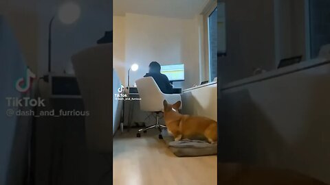 Dog wants carer to stop working and play
