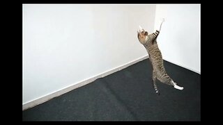 Cute Cat Jumps to Catch the Toy, Cat Photography