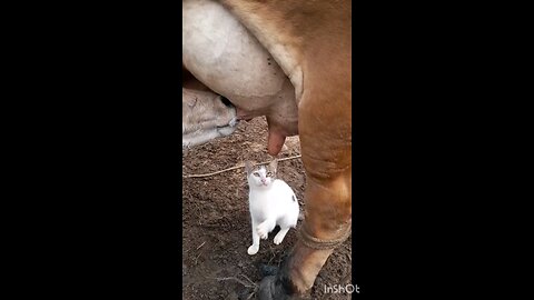 A beautiful cat trying to drink cow's milk