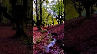 Gorbea Natural Park is called the mystical forest of Spain.
