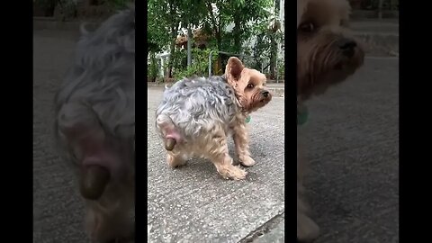 Dog Pooping. Try Not To Laugh! #shorts #shortsviral #dog #trynottolaugh @FunnyAnimalsMovieQuotes