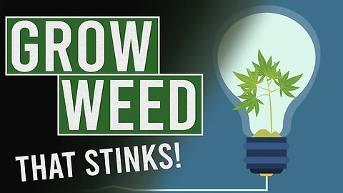 Grow Weed that STINKS! but tastes great!