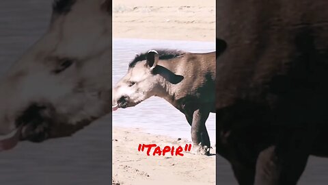 #short #Tapir