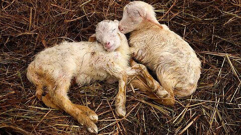 New Baby Lambs! 100% Grass Fed Sheep Breeding