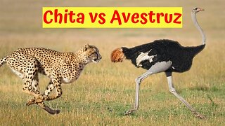 Chita tenta predar avestruz e se da mau