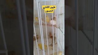 طيور الكناري الحسون أم قنين روعة