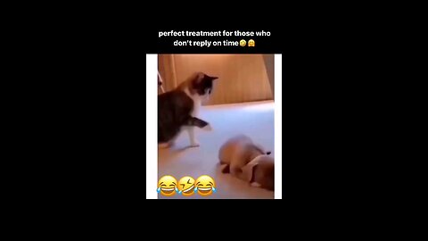 the_funniest_cat_and_Dog____🦦🤣🤣😱