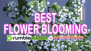 Best Flower Blooming Part-1