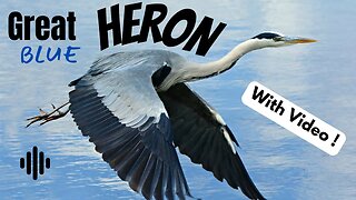 Great Blue Heron Bird sound.