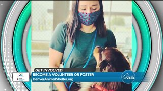 Be a Volunteer or Foster! // Denver Animal Shelter