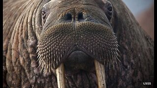 Only in Norway: Tourist Fined for Getting Too Close to a Walrus