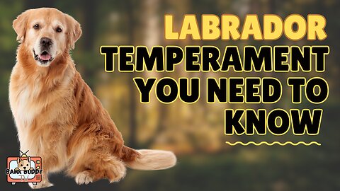 Paws & Personalities: Labrador temperaments you need to know