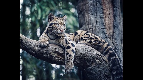 5 Fun Facts About The Clouded Leopard