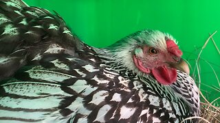 Egg laying ASMR w/ Salty!