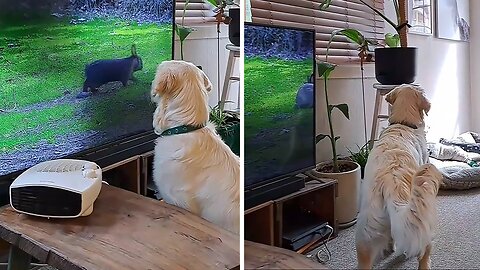 Dog adorably confused by bunny rabbit on TV