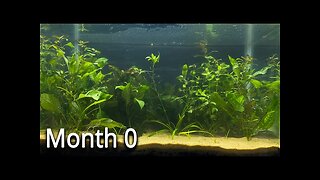 This Aquarium is just like nature | Fully Natural Aquarium | No Co2, No Fertilizer, No Filter