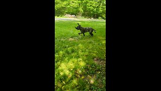 English Mastiff Loves the Water