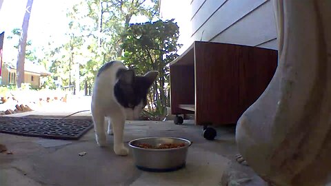 Wild kitten being fed