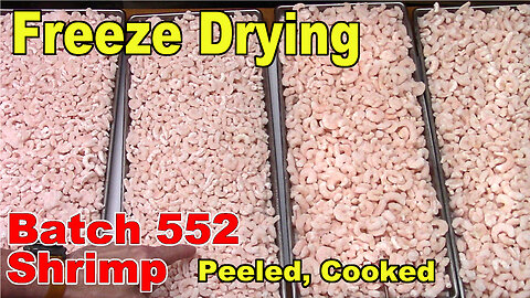 Freeze Drying - The Next 50 Batches - Batch 552 - Peeled Cooked Shrimp Meat