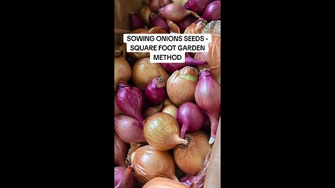 direct sowing onions