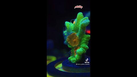 REDSEA REEFER XL MIXED REEF AQUARIUM