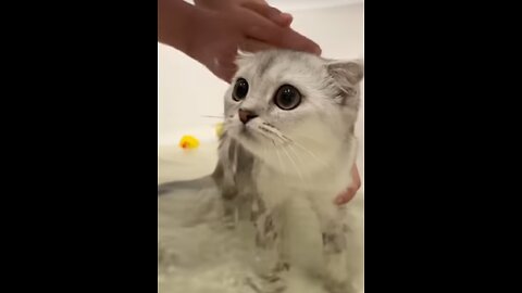kisa takes a bath for the first time