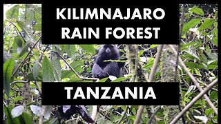 Mt Kilimanjaro's Rain Forest | Raw Sounds! (And no music!)