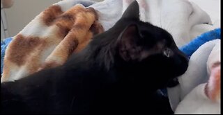Adopting a Cat from a Shelter Vlog - Cute Precious Piper is Taking a Long Break Being a Kitten