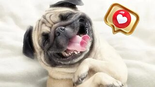 Funny Animals 🐱 🐶 - Who laughs will have to comment - #5 (2023)
