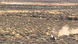 110 Coyote Kills in 220 Seconds!!