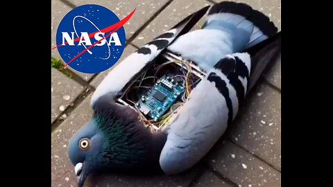 NASA and Pigeons