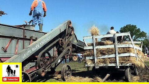 Steam Threshed Wheat - Oklahoma Steam & Gas Engine Show